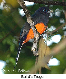 Baird's Trogon - © Laura L Fellows and Exotic Birding LLC Baird's Trogon - © Laura L Fellows and Exotic Birding LLC