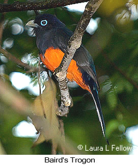 Baird's Trogon - © Laura L Fellows and Exotic Birding LLC