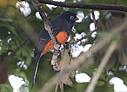 Baird's Trogon - &copy; Laura L Fellows and Exotic Birding LLC