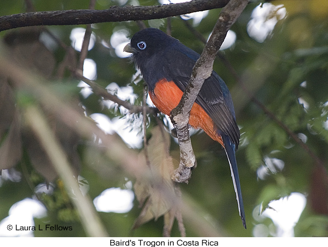 Baird's Trogon - &copy; Laura L Fellows and Exotic Birding Tours