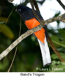 Baird's Trogon - &copy; Laura L Fellows and Exotic Birding Tours