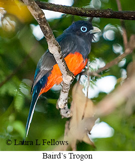 Baird's Trogon - © Laura L Fellows and Exotic Birding LLC