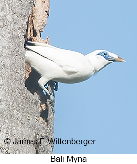 Bali Myna - © James F Wittenberger and Exotic Birding LLC