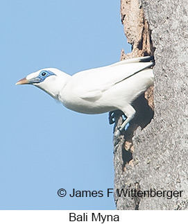 Bali Myna - © James F Wittenberger and Exotic Birding LLC