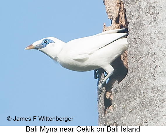 Bali Myna - © James F Wittenberger and Exotic Birding LLC