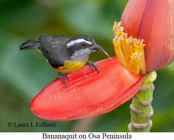 Bananaquit - © James F Wittenberger and Exotic Birding LLC