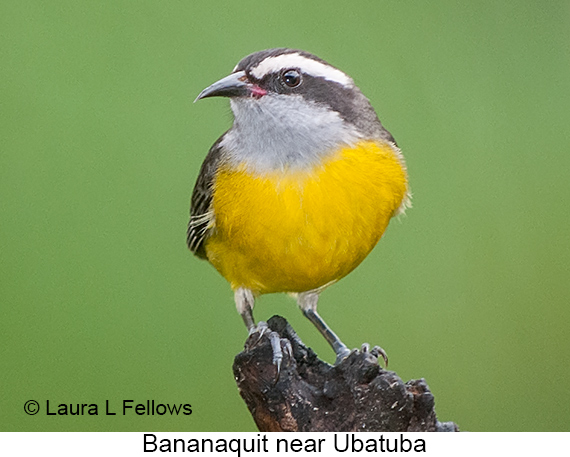 Bananaquit - © James F Wittenberger and Exotic Birding LLC