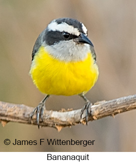 Bananaquit - © James F Wittenberger and Exotic Birding LLC