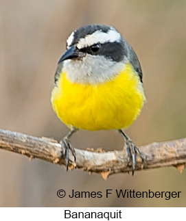 Bananaquit - © James F Wittenberger and Exotic Birding LLC Bananaquit - © James F Wittenberger and Exotic Birding LLC