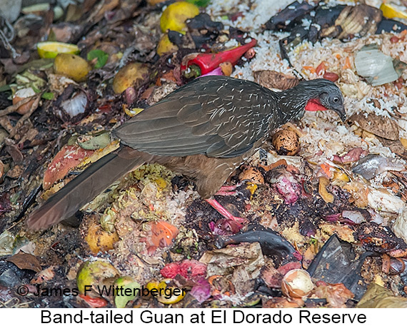 Band-tailed Guan - © James F Wittenberger and Exotic Birding LLC