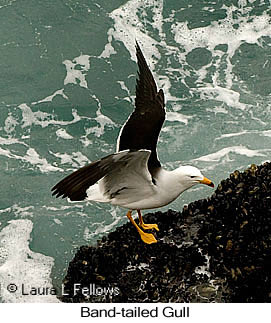 Belcher's Gull - © Laura L Fellows and Exotic Birding LLC