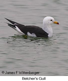 Belcher's Gull - © James F Wittenberger and Exotic Birding LLC