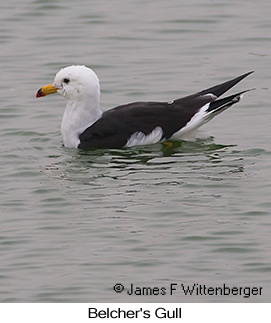 Belcher's Gull - © James F Wittenberger and Exotic Birding LLC