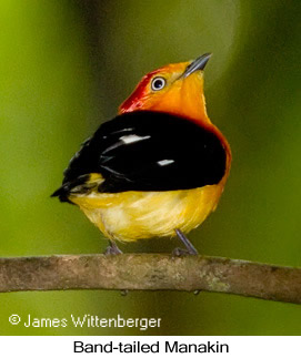 Band-tailed Manakin - © James F Wittenberger and Exotic Birding LLC Band-tailed Manakin - © James F Wittenberger and Exotic Birding LLC