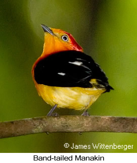 Band-tailed Manakin - © James F Wittenberger and Exotic Birding LLC