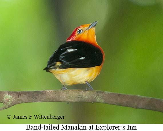 Band-tailed Manakin - &copy; James F Wittenberger and Exotic Birding LLC