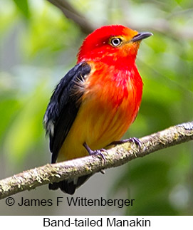 Band-tailed Manakin - © James F Wittenberger and Exotic Birding LLC Band-tailed Manakin - © James F Wittenberger and Exotic Birding LLC