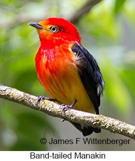 Band-tailed Manakin - © James F Wittenberger and Exotic Birding LLC