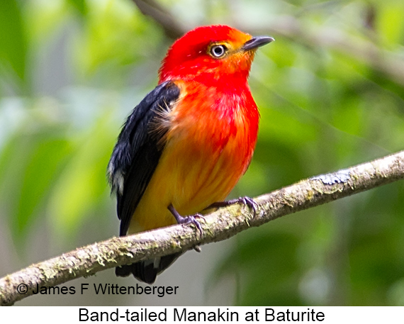 Band-tailed Manakin - © James F Wittenberger and Exotic Birding LLC Band-tailed Manakin - © James F Wittenberger and Exotic Birding LLC