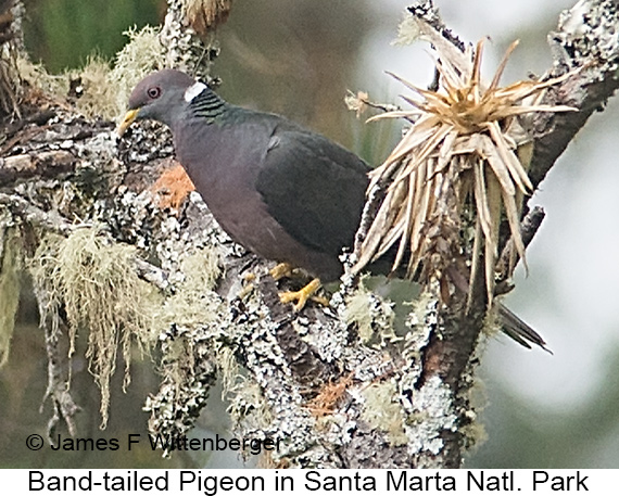 Band-tailed Pigeon - © James F Wittenberger and Exotic Birding LLC