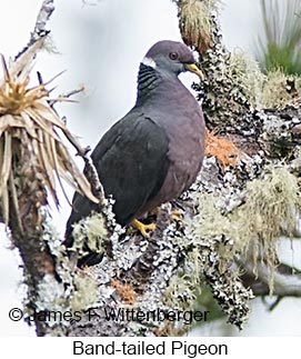 Band-tailed Pigeon - © James F Wittenberger and Exotic Birding LLC Band-tailed Pigeon - © James F Wittenberger and Exotic Birding LLC