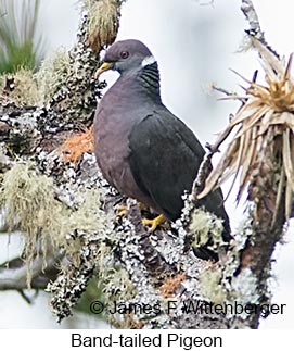 Band-tailed Pigeon - © James F Wittenberger and Exotic Birding LLC