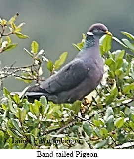 Band-tailed Pigeon - © James F Wittenberger and Exotic Birding LLC