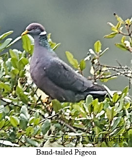 Band-tailed Pigeon - © James F Wittenberger and Exotic Birding LLC