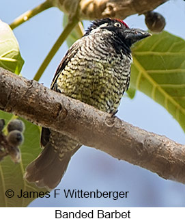 Banded Barbet - © James F Wittenberger and Exotic Birding LLC