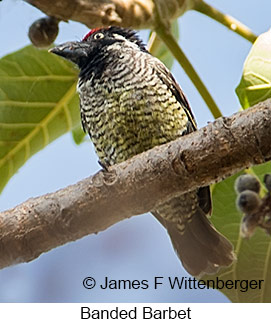 Banded Barbet - © James F Wittenberger and Exotic Birding LLC