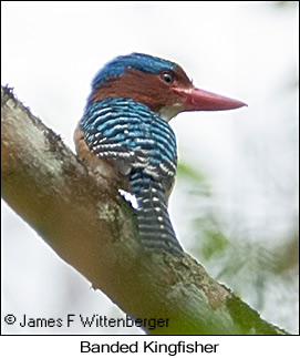 Banded Kingfisher - © James F Wittenberger and Exotic Birding LLC