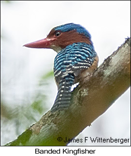 Banded Kingfisher - © James F Wittenberger and Exotic Birding LLC