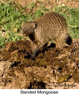 Banded Mongoose - © James F Wittenberger and Exotic Birding Tours Banded Mongoose - © James F Wittenberger and Exotic Birding Tours