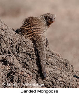 Banded Mongoose - © James F Wittenberger and Exotic Birding LLC
