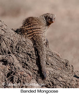Banded Mongoose - © James F Wittenberger and Exotic Birding LLC Banded Mongoose - © James F Wittenberger and Exotic Birding LLC