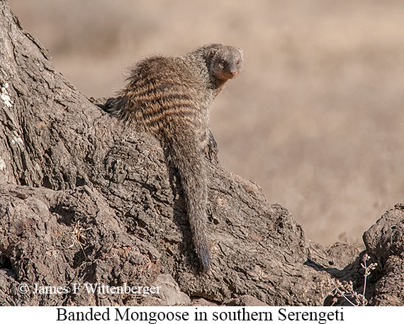 Banded Mongoose - © James F Wittenberger and Exotic Birding LLC