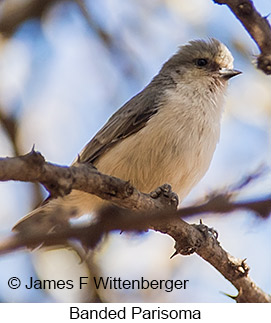 Banded Parisoma - © James F Wittenberger and Exotic Birding LLC