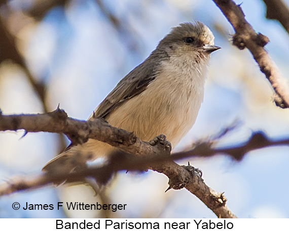Banded Parisoma - © James F Wittenberger and Exotic Birding LLC