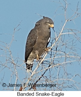 Banded Snake-Eagle - © James F Wittenberger and Exotic Birding LLC