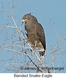 Banded Snake-Eagle - © James F Wittenberger and Exotic Birding LLC