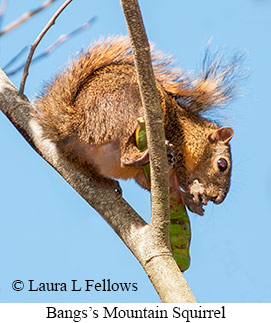 Bangs's Mountain Squirrel - © Laura L Fellows and Exotic Birding LLC