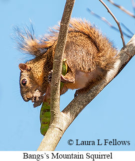 Bangs's Mountain Squirrel - © Laura L Fellows and Exotic Birding LLC Bangs's Mountain Squirrel - © Laura L Fellows and Exotic Birding LLC