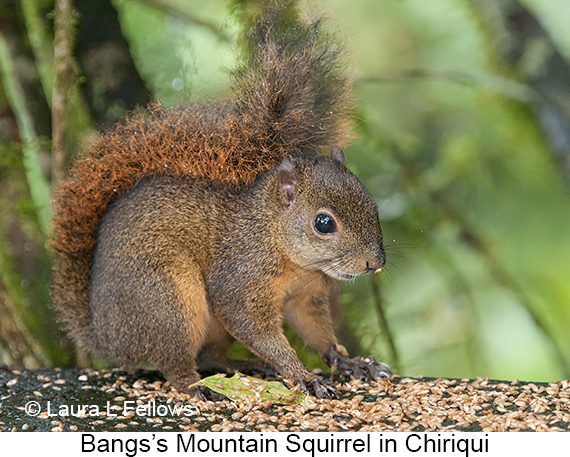 Bangs's Mountain Squirrel - © The Photographer and Exotic Birding LLC