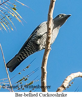 Bar-bellied Cuckooshrike - © James F Wittenberger and Exotic Birding LLC