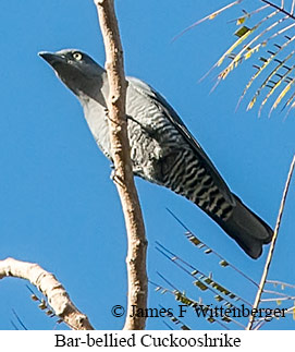 Bar-bellied Cuckooshrike - &copy; James F Wittenberger and Exotic Birding LLC