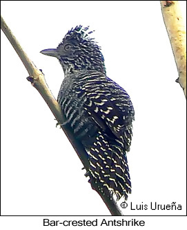 Bar-crested Antshrike - &copy; Luis Eduardo Urue&ntilde;a - Presented by Exotic Birding tours