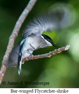 Bar-winged Flycatcher-shrike - © James F Wittenberger and Exotic Birding LLC Bar-winged Flycatcher-shrike - © James F Wittenberger and Exotic Birding LLC