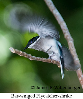 Bar-winged Flycatcher-shrike - © James F Wittenberger and Exotic Birding LLC