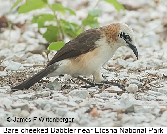 Bare-cheeked Babbler - © James F Wittenberger and Exotic Birding LLC