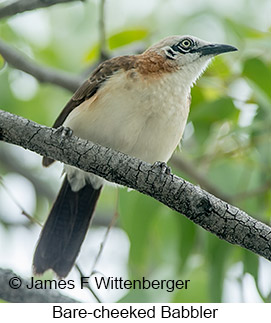 Bare-cheeked Babbler - © James F Wittenberger and Exotic Birding LLC